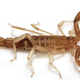 Illustration for article titled New scorpion species can fit on a dime... and hide pretty much anywhere